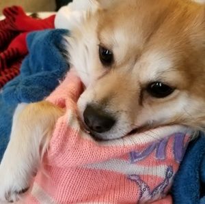 Meet your Posher, Jojo